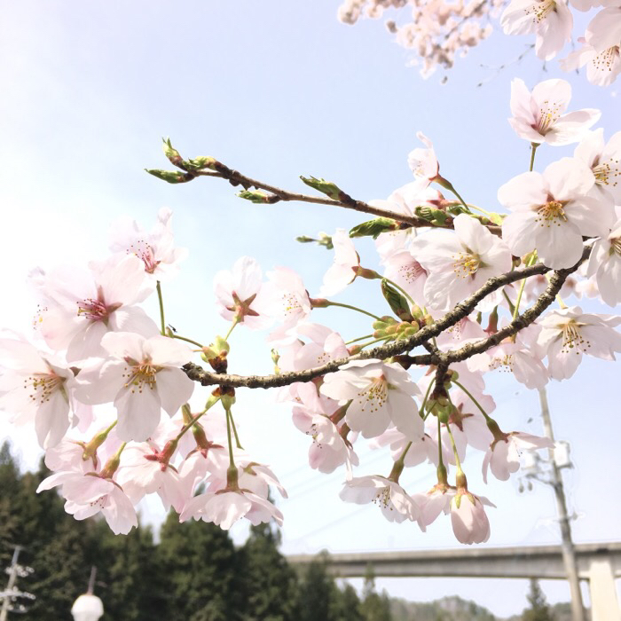 桜1604061