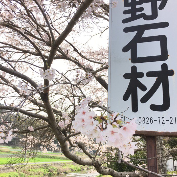 ２０１６中野石材桜